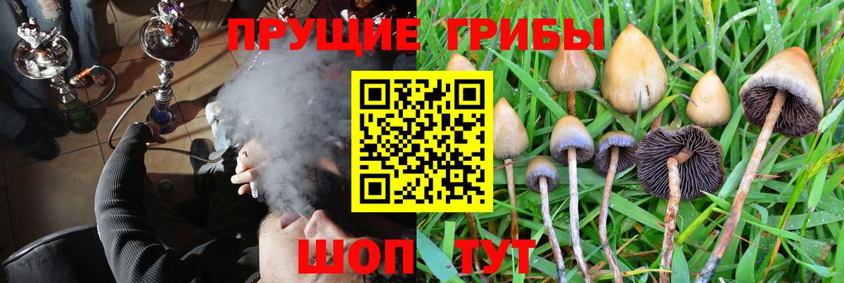 Галлюциногенные грибы Psilocybine cubensis Северобайкальск